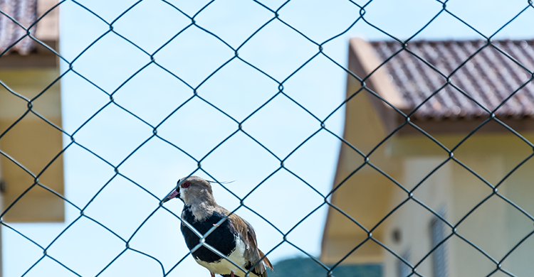 ¿Por quién estamos siendo cazados?